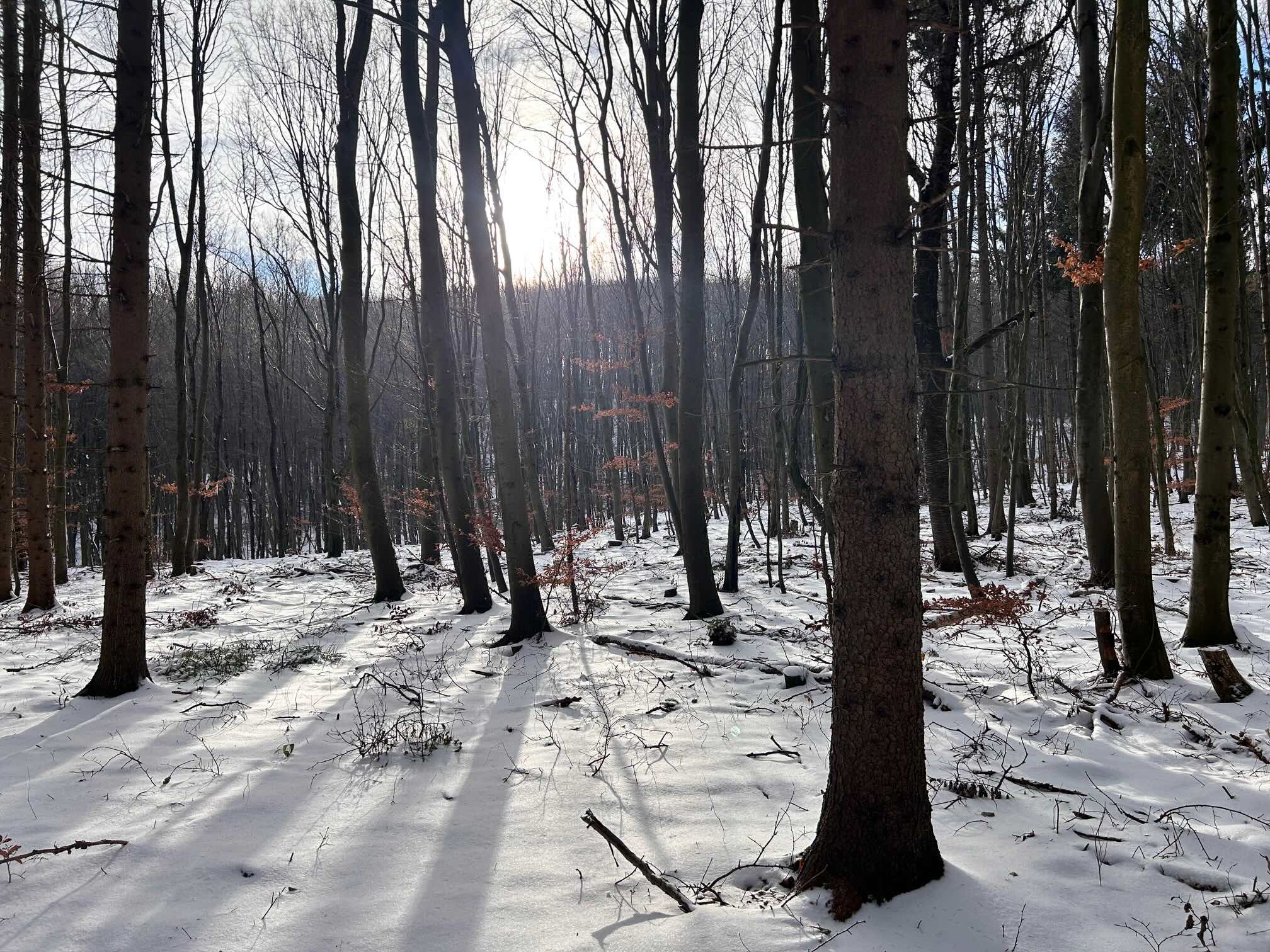 PoD 1483 Wienerwald Schnee